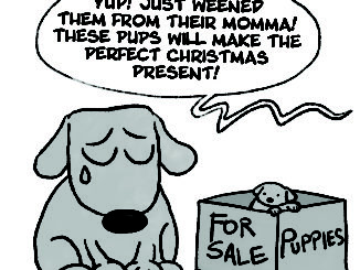 Pets for sale and a sad dog